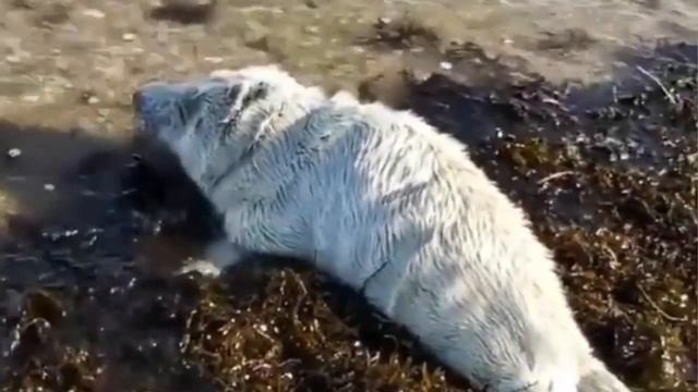 Ох уж эти, забавные животные! смотреть онлайн