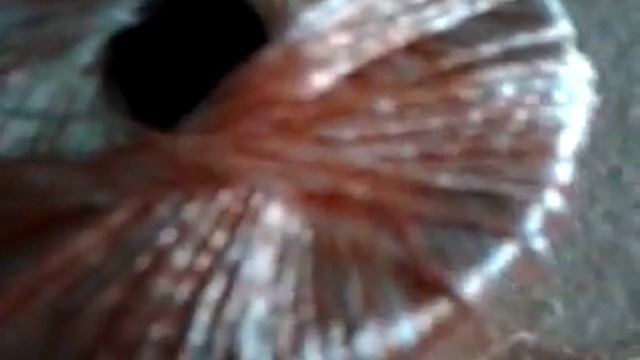 пляжная туника из вискозы ILLARIA смотреть онлайн