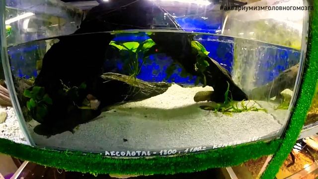 Алëка и аксолотль. Как обустроить аквариум? смотреть онлайн