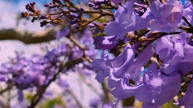 Australia, Sydney. Jacaranda blossoms near. Австралия, Сидней. Цветение Жакаранды вблизи. смотреть онлайн