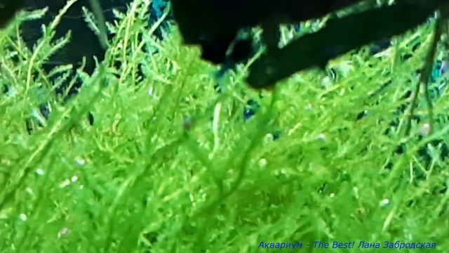 Буцефаландра на дереве и синие креветки - очень красивый аквариум у Евгении смотреть онлайн