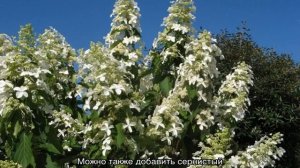 Гортензия Левана  (Levana) метельчатая — описание