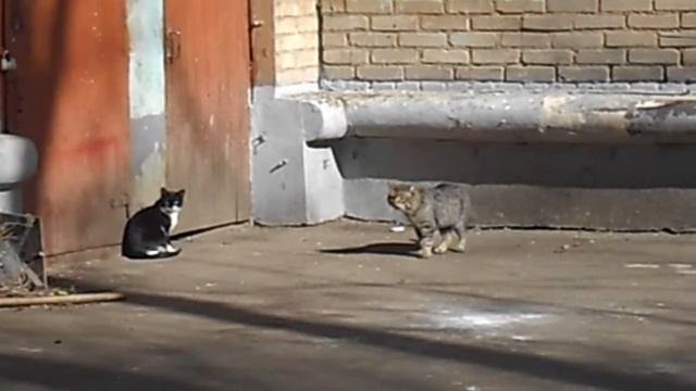 #Cats #мартовские_коты #кот #коты смотреть онлайн