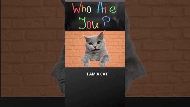 #13 Who are you? Кто ты? I am a cat #short смотреть онлайн