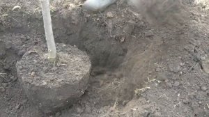 Как выкопать дерево для перевозки