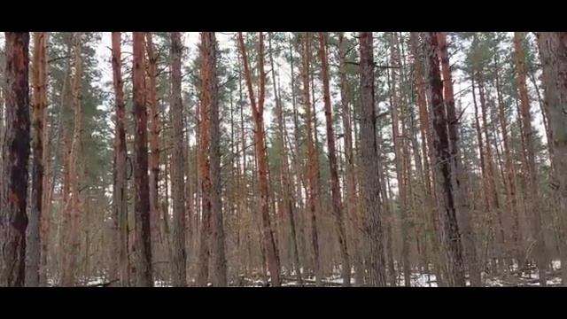 Вороной Конь, Виноградная Лоза, Виноградные ветви. смотреть онлайн