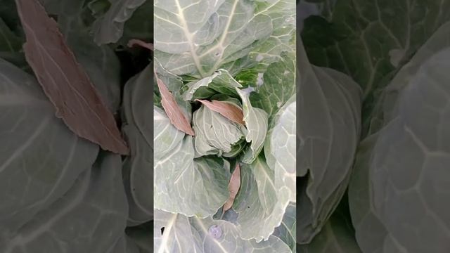 капустная бабочка как с ней бороться без химии#shorts смотреть онлайн