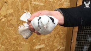 Моздокские чернолысые голуби Петрова Максима 2021