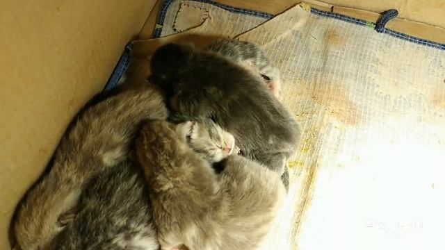 Kittens Кошка родила котят  #Kittens #Cat #Котята