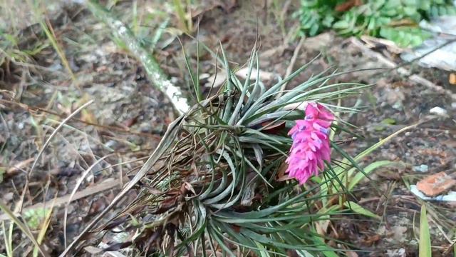 Tillandsia. Тилландсия Анита пурпуная. смотреть онлайн