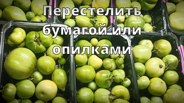 Так помидоры на много быстрее дозреют дома смотреть онлайн