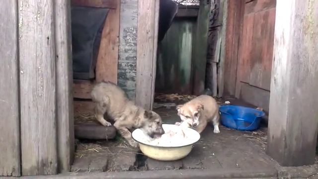 Олдскульные щеночки,педигри для слабаков. смотреть онлайн