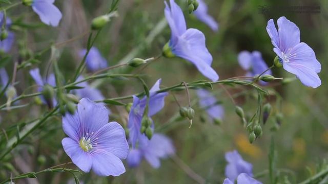 Цветы Донского края. Часть 1. Жёлто-голубые краски. // Clever Cricket смотреть онлайн