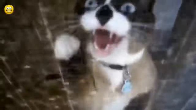 Мяуканье кошек.Видео про кошек.#мяуканье #кошки #зоозащита #кис