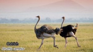 Animals of Africa. Voices and sounds 4K Ultra HD
