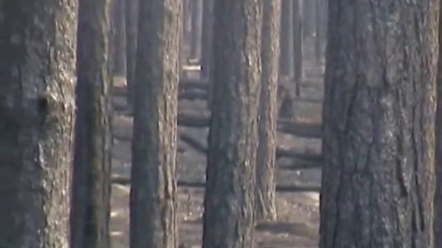 лес вокруг Моховое сгорел остался пепел смотреть онлайн