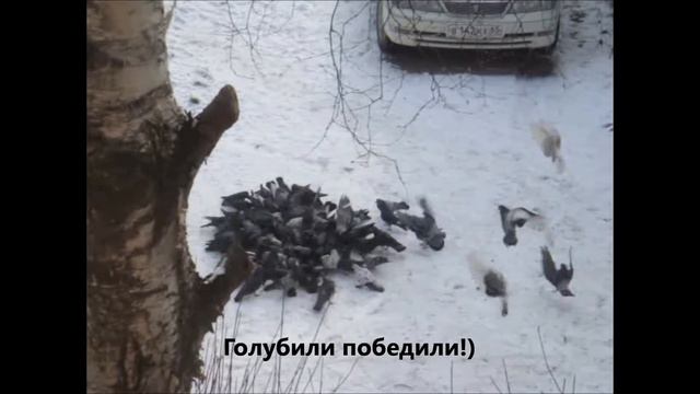 Короли птиц). Вороны! смотреть онлайн