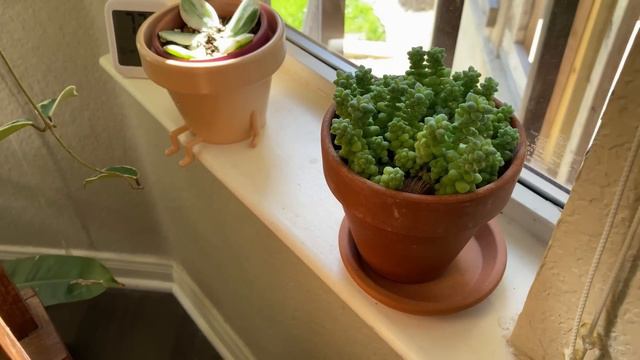 Houseplant Tour Spring 2023 смотреть онлайн