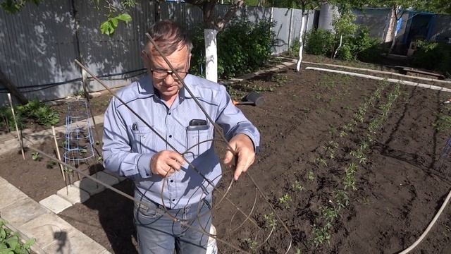 Выращивание помидор без подвязки смотреть онлайн