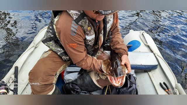трофейная рыбалка на Нижне-Бурейском водохранилище. смотреть онлайн