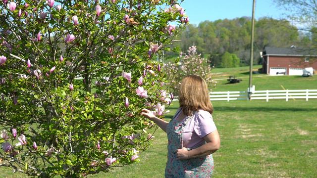 Tulip Magnolia Update смотреть онлайн