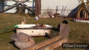 Утка индийский бегунок. Обзор в нашем хозяйстве