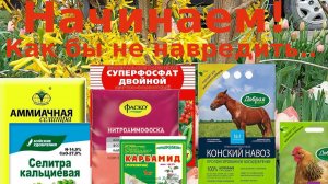 Подкормка роз весной - никакие схемы не действуют