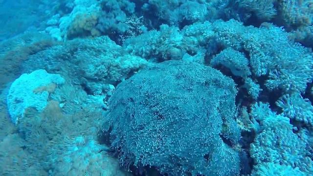 Corals. Indonesia, Nusa Penida, dive site Ped смотреть онлайн