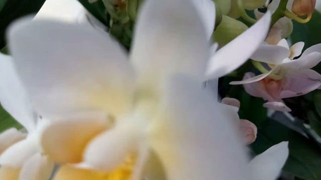 Свежий завоз крупных орхидей , суккулентов и других растений в СЦ Садовод смотреть онлайн