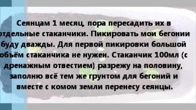 Вечноцветущая бегония F1 Лученец из семян. смотреть онлайн