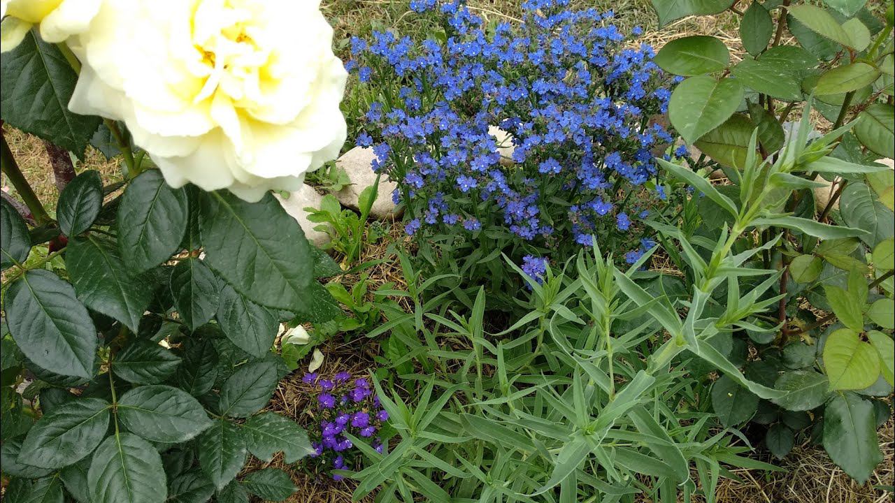 Розы. Что посадить к розам. смотреть онлайн