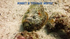 Самая ядовитая рыба в мире. Рыба-камень. Бородавчатка. Stone fish.