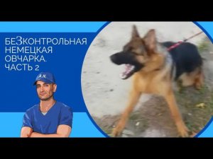 Бесконтрольная немецкая овчарка.Часть 2 (Прогулка и социализация)