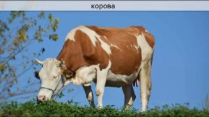 Какие звуки у насекомых, птиц и животных | Развитие интелекта у маленьких детей