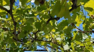 ВИНОГРАД В ГОРШКЕ Как следить за виноградом поэтапно