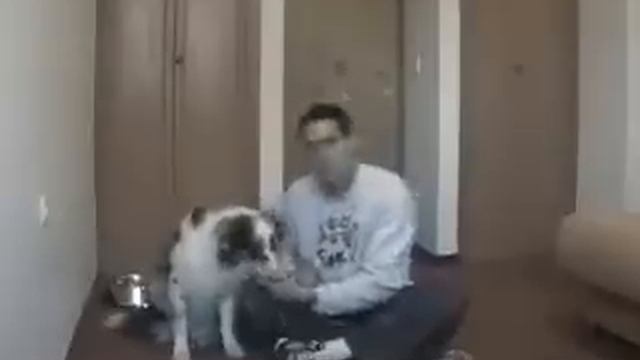 Приучение к прикосновениям смотреть онлайн