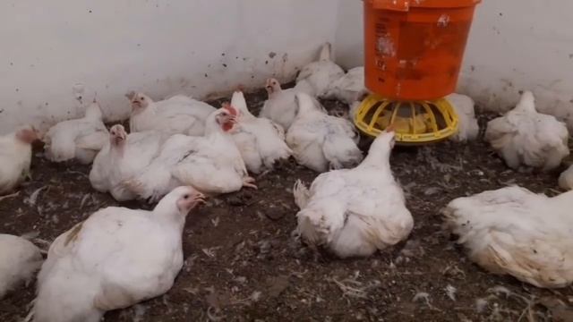 //Выращивания бройлера в домашних условиях в пиковую жару ,вес в 50 дней недобор//Абрикос Шелудько/