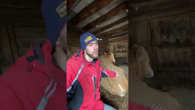 В мире животных с Айдаром смотреть онлайн