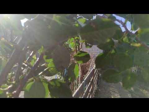 Обрезка хурмы Зенджи мару. Часть 1 хурма до обрезки.