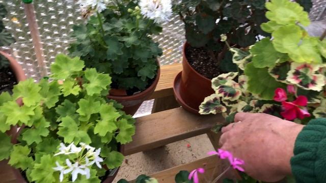 Working with Pelargoniums in Early Winter. I've got a new Propagator ? смотреть онлайн