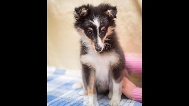 Щенки шелти 2,5 месяца играют с детьми смотреть онлайн