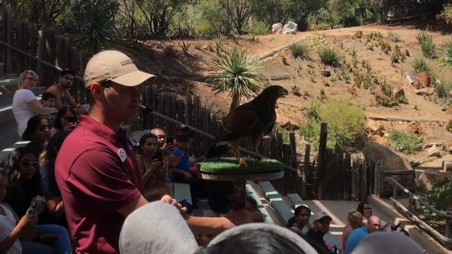 САФАРИ ПАРК САН ДИЕГО//SAN DIEGO SAFARI PARK смотреть онлайн