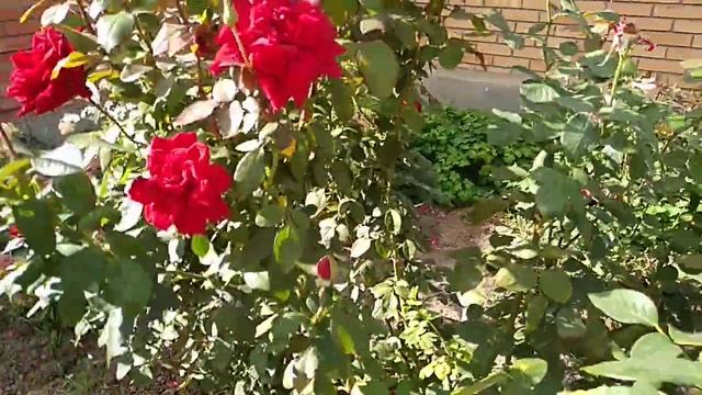 Обработка роз осенью.Как приготовить 3% раствор железного купороса. смотреть онлайн