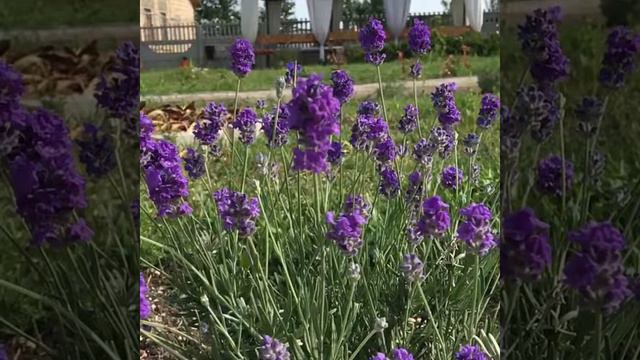 Лаванда-любовь смотреть онлайн