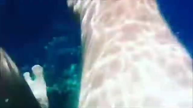 Шарм эль шейх смотреть онлайн