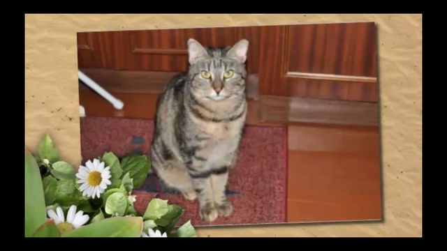 Видео с ожившими персонажами фотографий смотреть онлайн