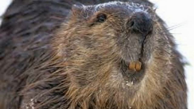 бобры топ!!!!!!!!!!!!!!!!!!!!!!!!!!!!!!!!!!!!!!!!!!!!!!!!!!!!!!!!!!!!!!!!!!!!!!!!!!!!!!!!!!!!!!!!!! смотреть онлайн