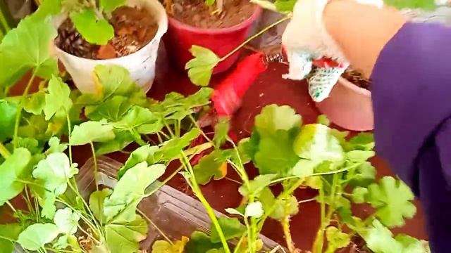 Способы сохранения пеларгоний зимой, некоторые делаю впервые, Джесси-помошница! ? смотреть онлайн