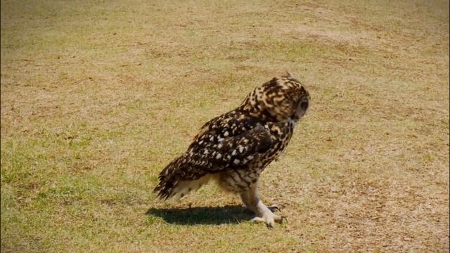 Как живет сова? Все о совах смотреть онлайн