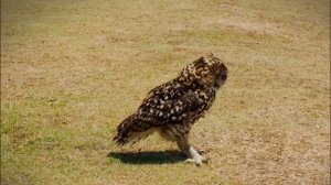 Как живет сова? Все о совах